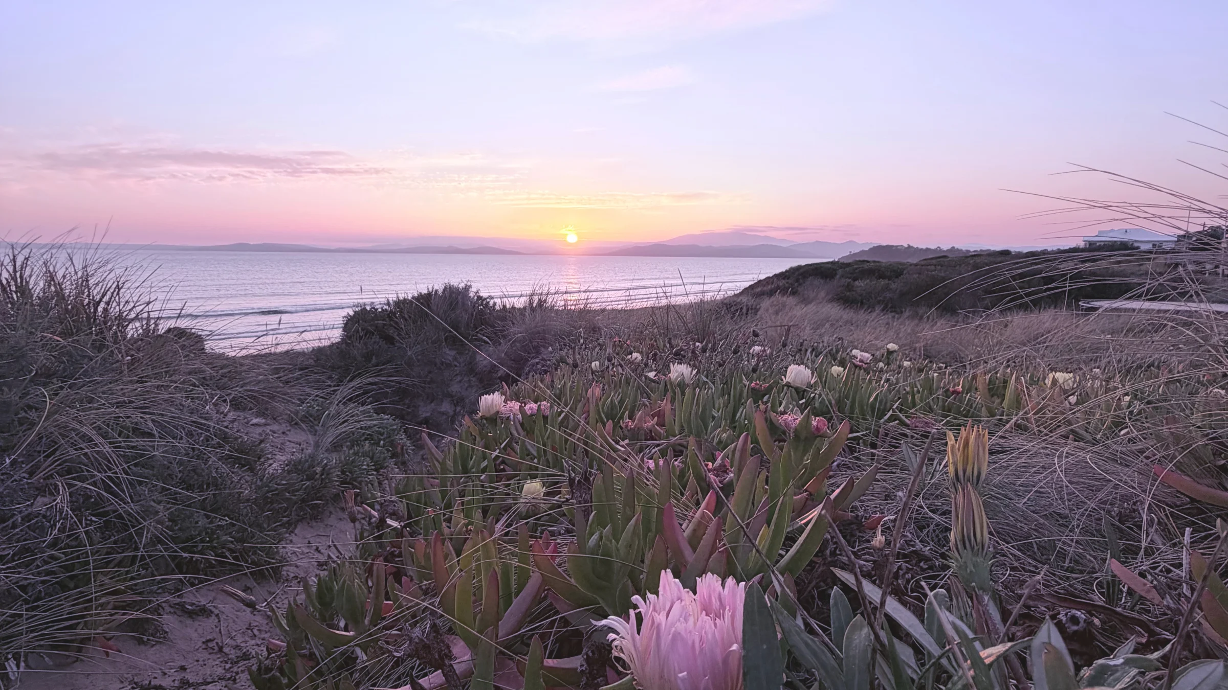 Sunset over a beach with pink flowers and grasses.